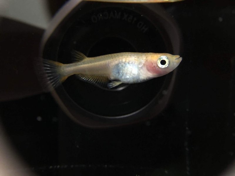 36 奇形めだかのニューアイドルの予感 Simmon Note