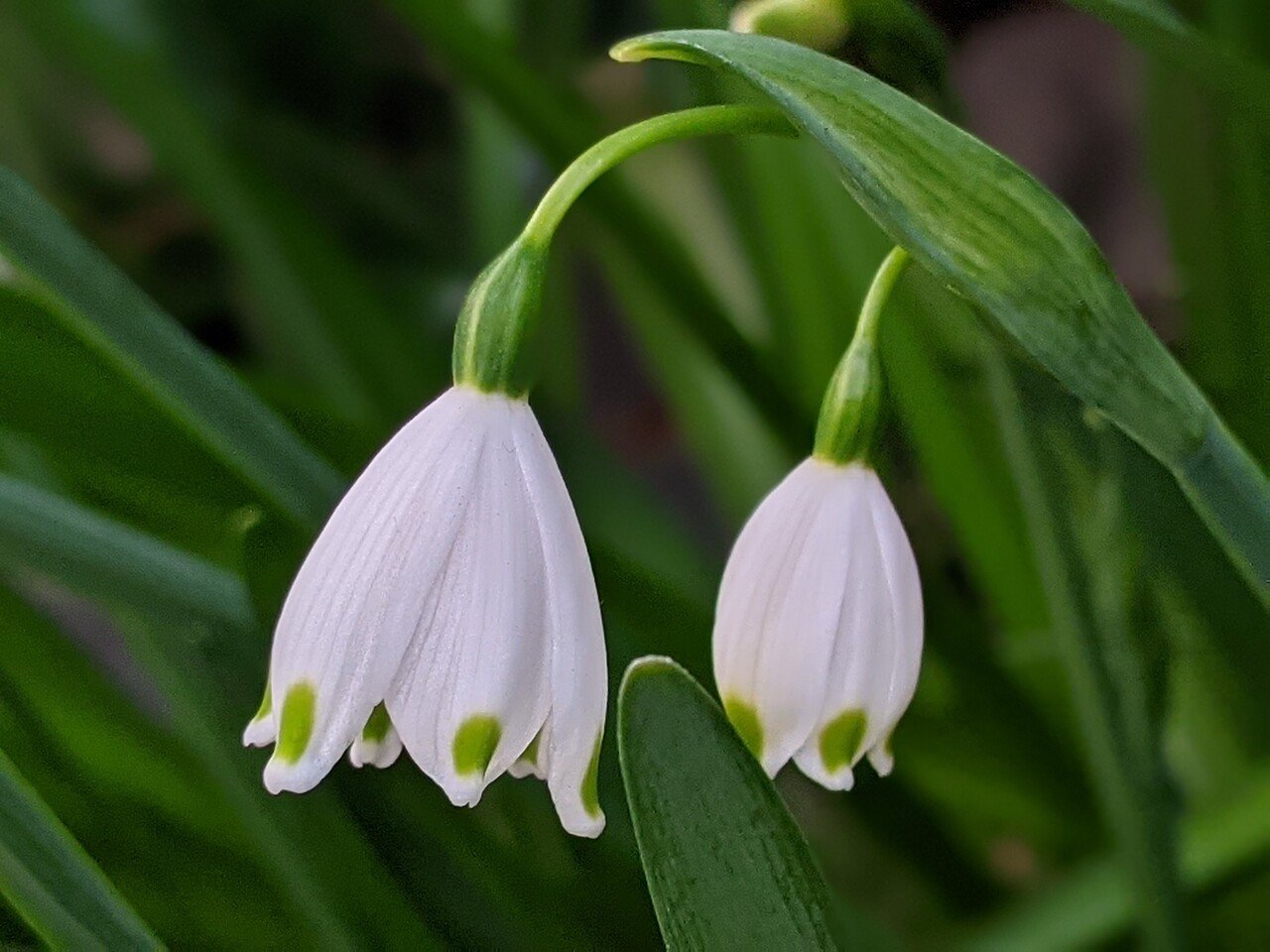散策中に遭遇した花たち 春を感じて 柘榴 Note 散策中に遭遇した花たち 春を感じて 柘榴 Note