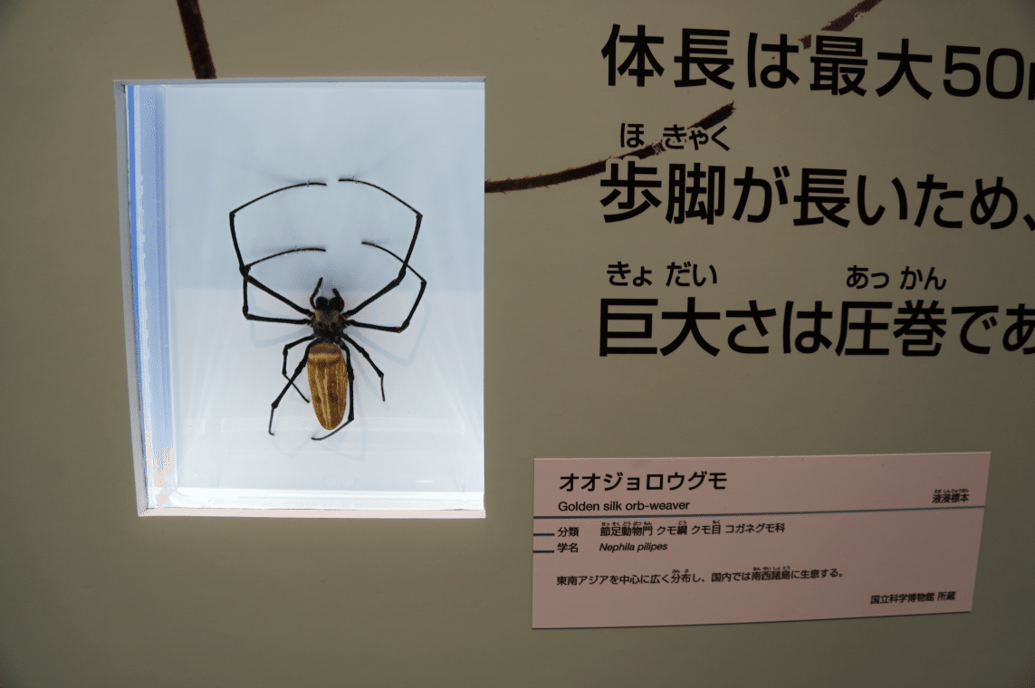 国立科学博物館 大地のハンター展と企画展メタセコイアですよ 始祖鳥堂まふ M A F Note 国立科学博物館 大地のハンター展と企画展メタセコイアですよ 始祖鳥堂まふ M A F Note