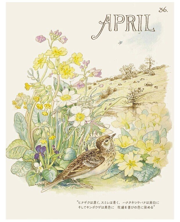 イーディス・ホールデン カントリー・ダイアリー 植物画/鳥類画 洋書