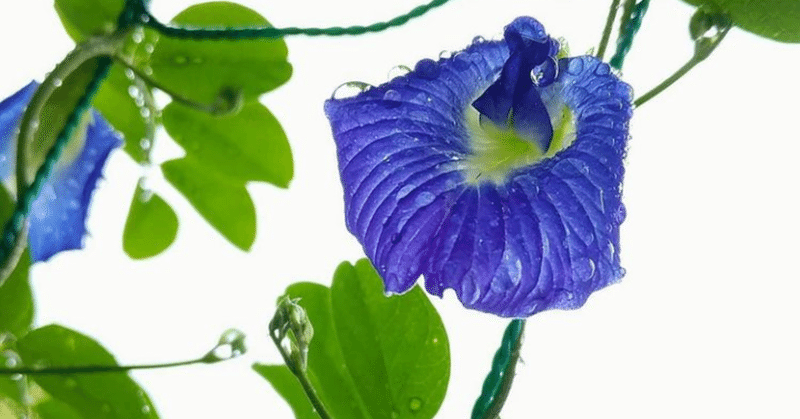 バタフライピーを種から育てた話 後編 緑のさやの味は うさぎと犬 Note