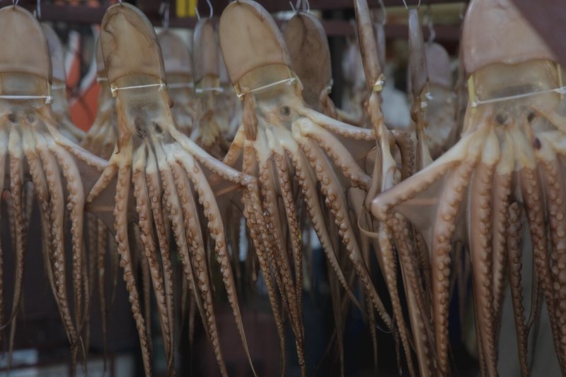 愛知の離島 日間賀島 Kzm Note