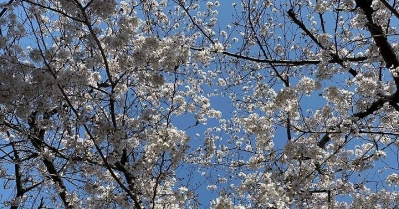桜が苦手。｜斉藤ナミ