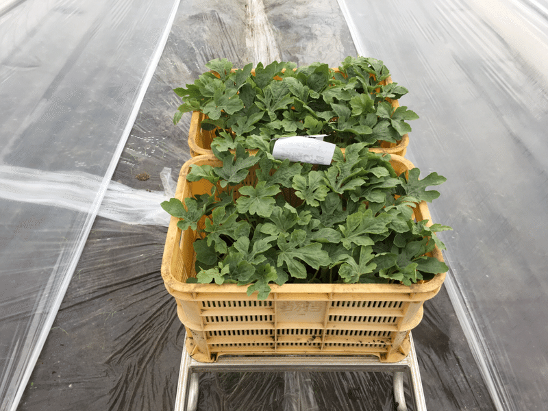 スイカの定植から1ヶ月間の様子 オオハラケイ 新規就農研修中 Note