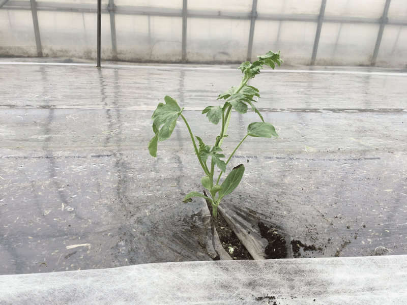 スイカの定植から1ヶ月間の様子 オオハラケイ 新規就農研修中 Note