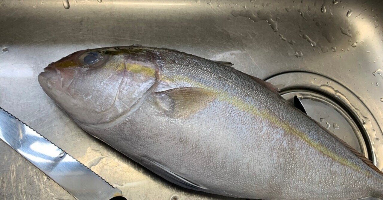 食べる魚コレクション006 天然ものを見かけたら即買 カンパチ おおたしじみ Note