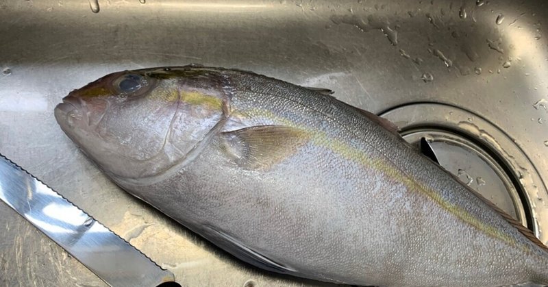食べる魚コレクション006 天然ものを見かけたら即買 カンパチ おおたしじみ Note