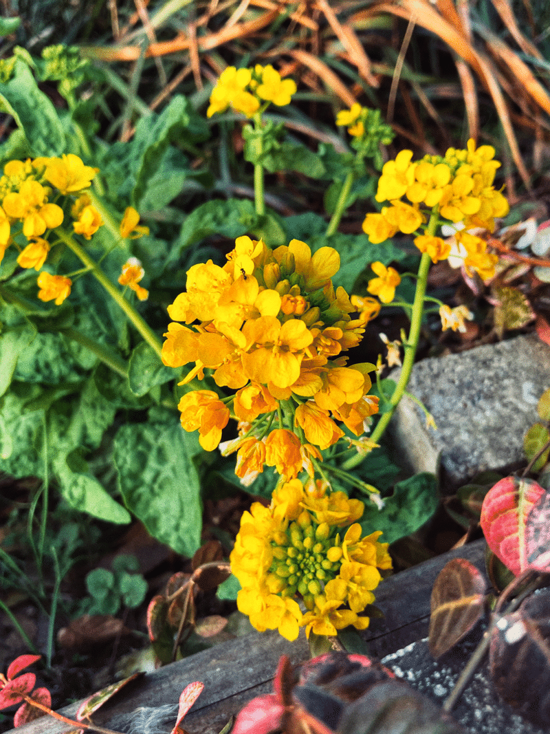 菜の花 のの Note