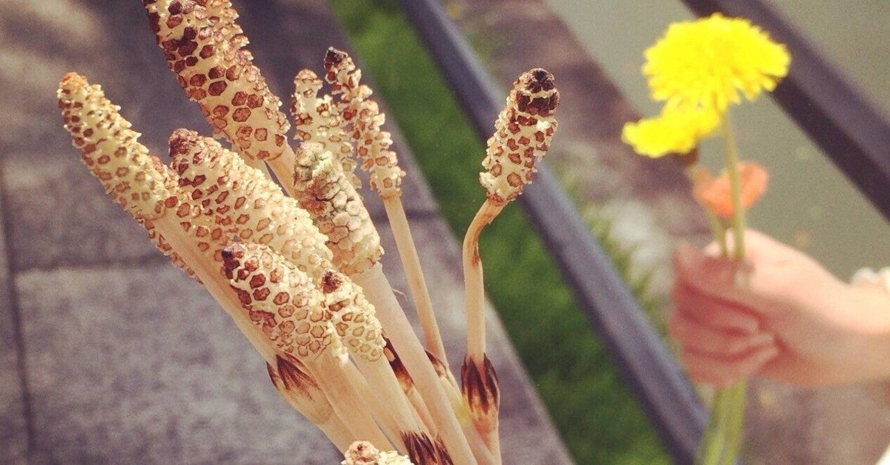 土筆 Kigo Note 土筆 Kigo Note