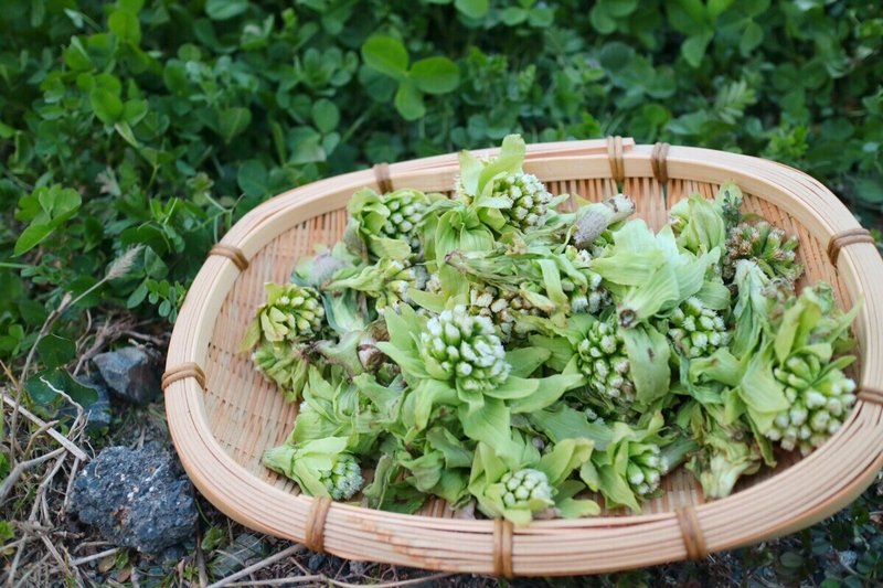 花粉症の季節を食事の工夫で穏やかに 山形 彩子 Matsurika Savon Note 花粉症の季節を食事の工夫で穏やかに 山形 彩子 Matsurika Savon Note