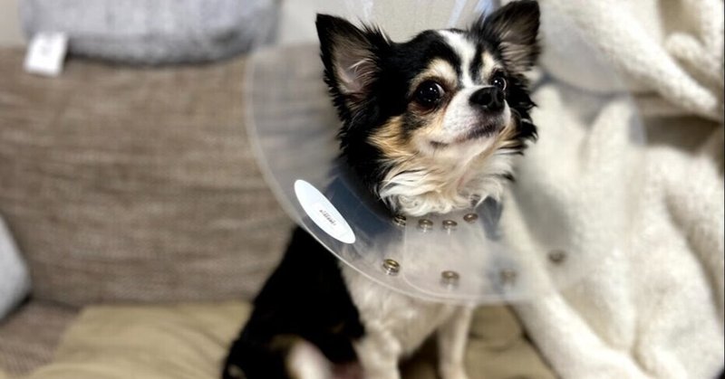 手術 愛犬 チワワ5歳 の避妊手術を終えて ぴぐ Note