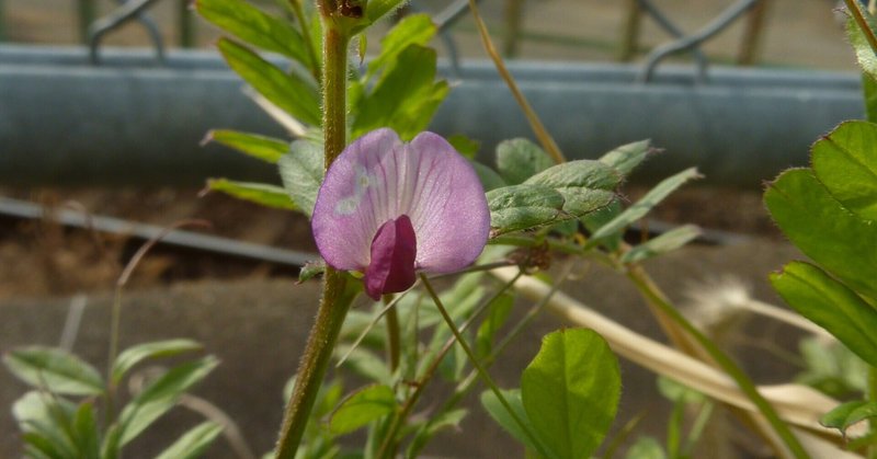 春を食べる カラスノエンドウのパスタ 野草料理 なつめぐ 植物に教えてもらったこと Note 春を食べる カラスノエンドウのパスタ 野草料理 なつめぐ 植物に教えてもらったこと Note