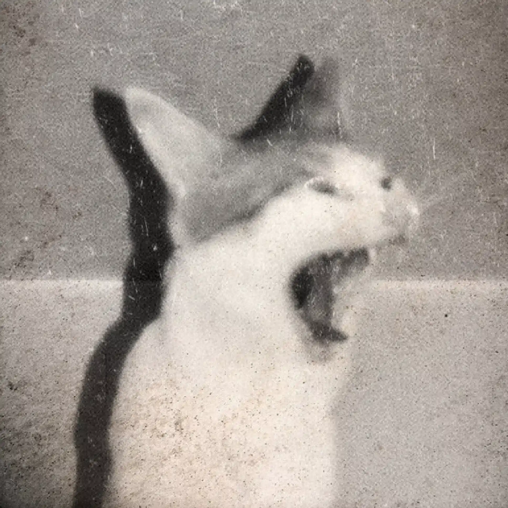 nonopapa