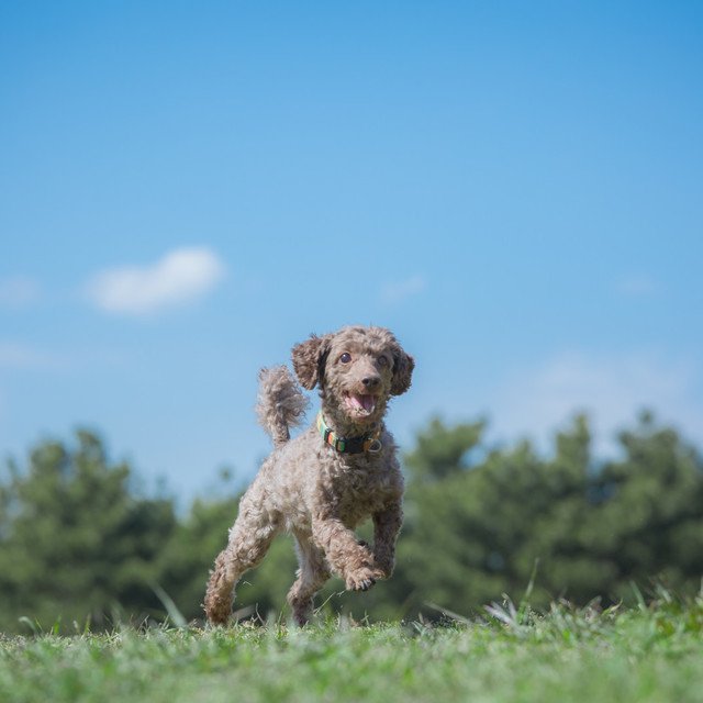 犬