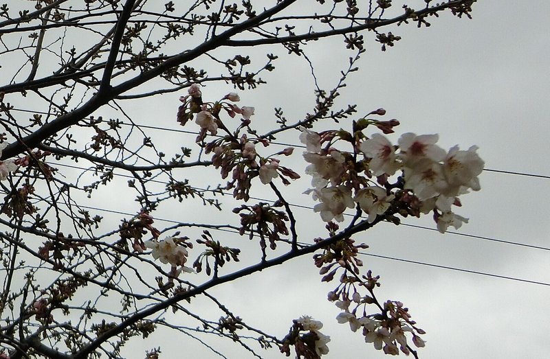 春の嵐　桜
