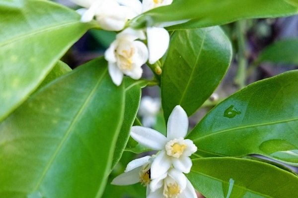 金柑の花言葉は思い出感謝 の新着タグ記事一覧 Note つくる つながる とどける 金柑の花言葉は思い出感謝 の新着タグ記事一覧 Note つくる つながる とどける