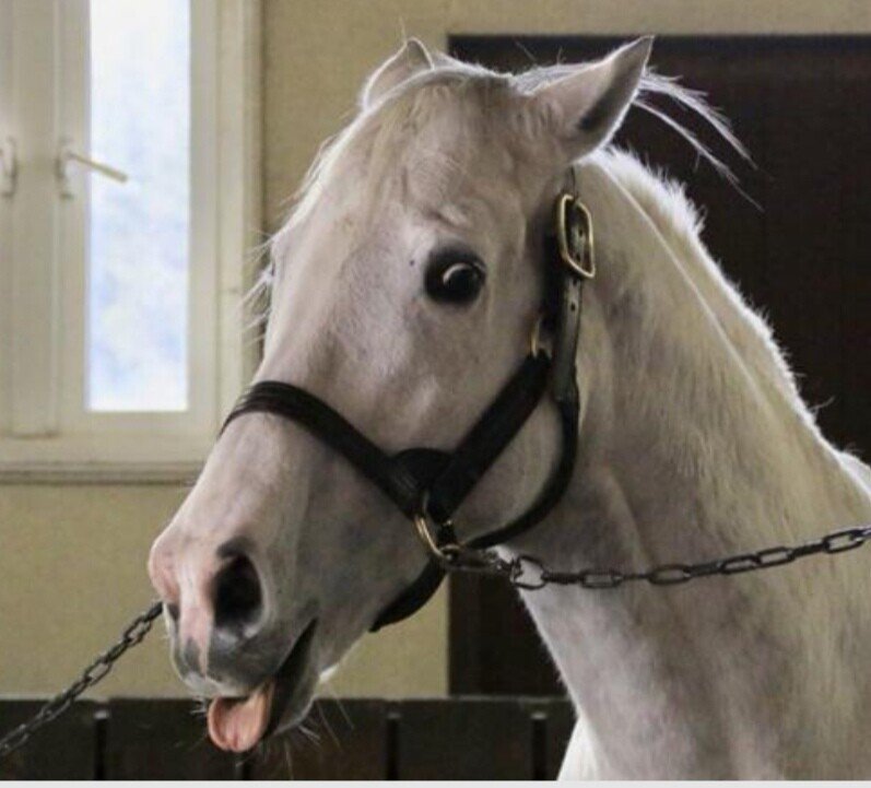 乗馬後 偶然知った私の推し馬は ゴールドシップと言う 暴れ馬 レースに出ていた馬で すんごいワガママ どこかにチャックついて志村けんが 中に入ってるのではと疑う程 変顔得意なおちゃめな馬 あ 可愛い 髭猫 安寿 Note