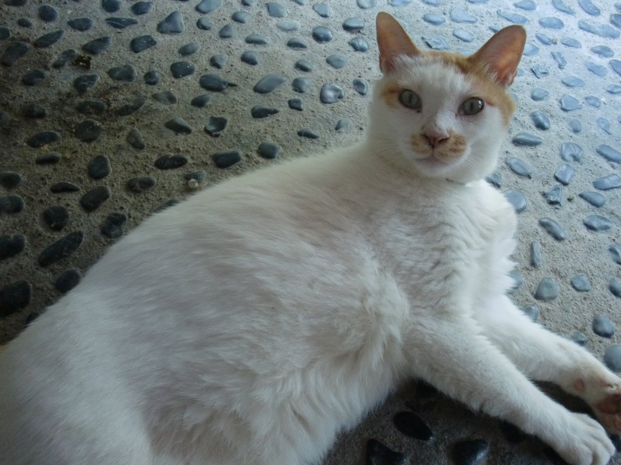 8月8日は世界ねこの日♡ なにそれ・・な～んで？だれが決めたん？ うち 