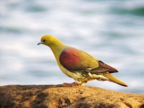 灰色のハト ハト足輪 k-69 （5色x2個）（10個入り） | kobayashi