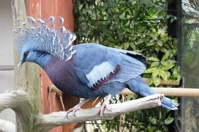灰色のハト 第1524回 世界の鳩の仲間｜翆野 大地