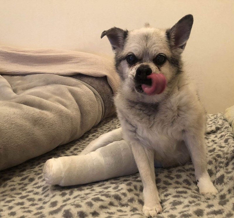 愛犬の靭帯治療記 3週目 宮地真緒 Note 愛犬の靭帯治療記 3週目 宮地真緒 Note
