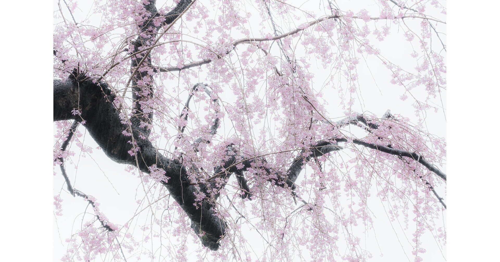 土砂降りの雨の中の桜 風景写真家 萩原史郎の 遺心伝心note Note 土砂降りの雨の中の桜 風景写真家 萩原史郎の 遺心伝心note Note