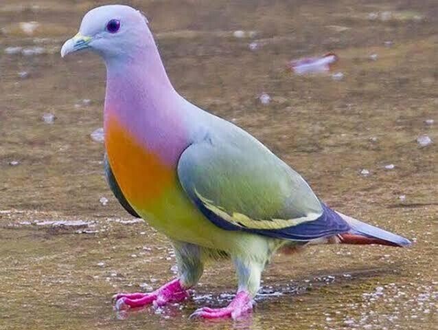 灰色のハト 第1524回 世界の鳩の仲間｜翆野 大地