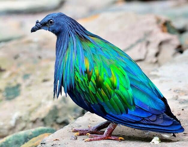 第1524回 世界の鳩の仲間｜翆野 大地