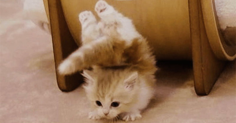 あなたを笑わせるためのおバカな猫の絵 ノリノリ Note