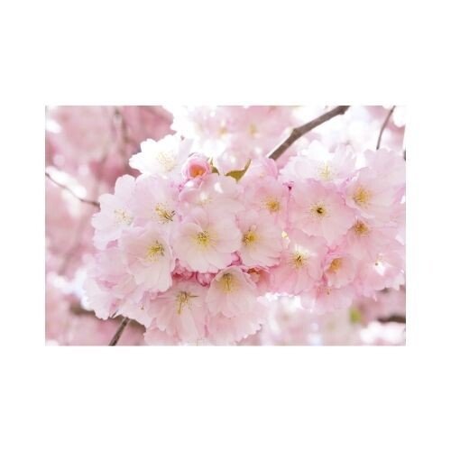 ピンクつぼみ の新着タグ記事一覧 Note つくる つながる とどける