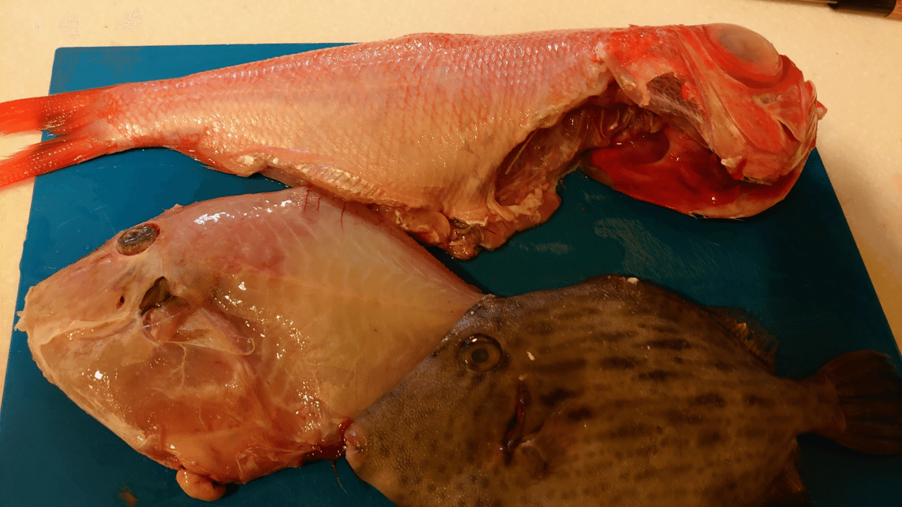 ウマヅラハギと金目鯛の煮付けなど 浅見純一郎 Note ウマヅラハギと金目鯛の煮付けなど 浅見純一郎 Note