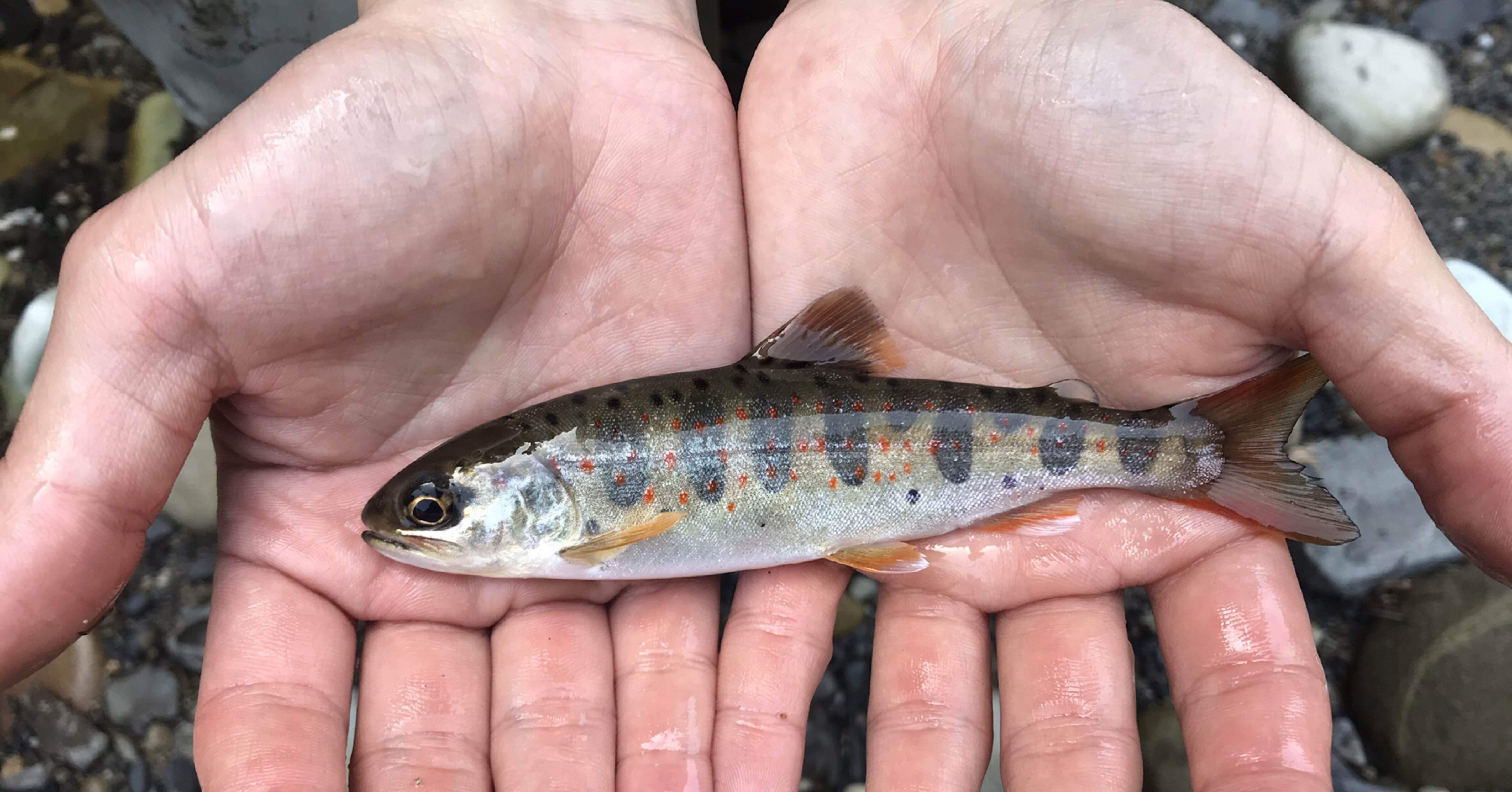 始めて釣った魚 Shunitexi Note
