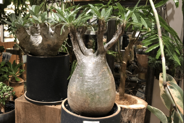 高価な観葉植物 の新着タグ記事一覧 Note つくる つながる とどける 高価な観葉植物 の新着タグ記事一覧 Note つくる つながる とどける