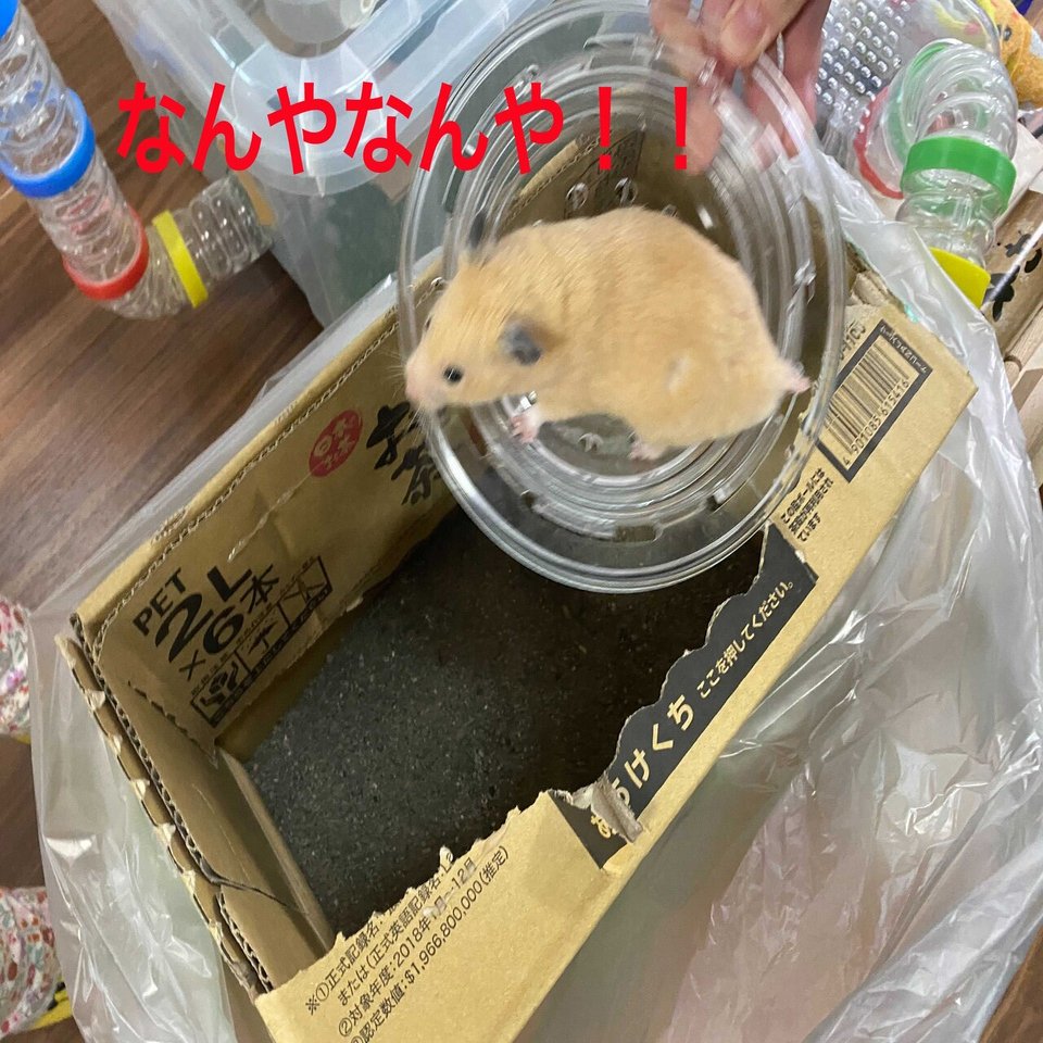 ハムスター飼育日記331日目と244日目 21 3 21 サトウショウヘイ Note