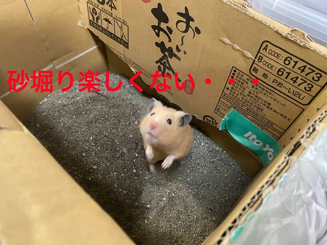 ハムスター飼育日記331日目と244日目 21 3 21 サトウショウヘイ Note ハムスター飼育日記331日目と244日目 21 3 21 サトウショウヘイ Note