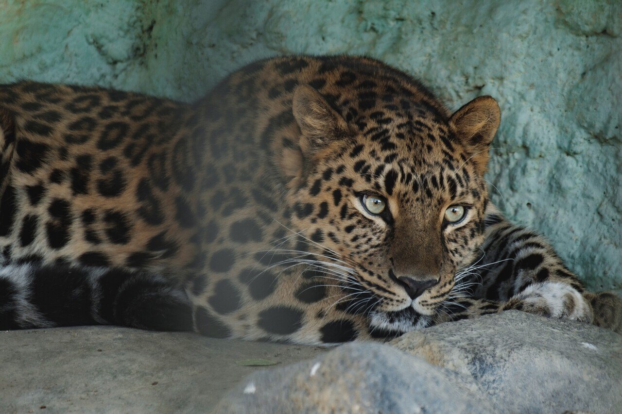 150 動物園で写真を撮るコツ 旅するフォトマガジン Mとw Note 150 動物園で写真を撮るコツ 旅するフォトマガジン Mとw Note