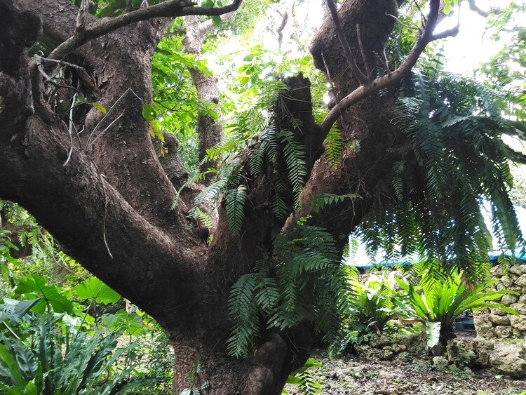 土曜日の上比屋山の森の中から。
マイウイピャームトゥの前に茂る大木。
この重量感は圧倒的に強い！