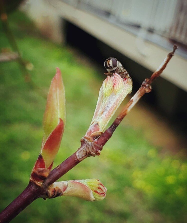 おはよーございます。

ビュービューの荒れ天気の翌朝。
モミヂはそれで目を覚ましたのでしょか、赤ちゃんがオギャと生まれておりました。
蟲は嵐を乗りきって放心してるみたいで、赤ちゃん葉っぱの柔いとこにただただじっと。

さて、また進んだ春を。


#sky #spring #insect #love #moritaMiW #空 #春 #虫 #佳い一日の始まり