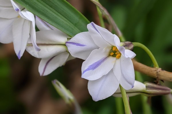 カロライナジャスミン の新着タグ記事一覧 Note つくる つながる とどける カロライナジャスミン の新着タグ記事一覧 Note つくる つながる とどける