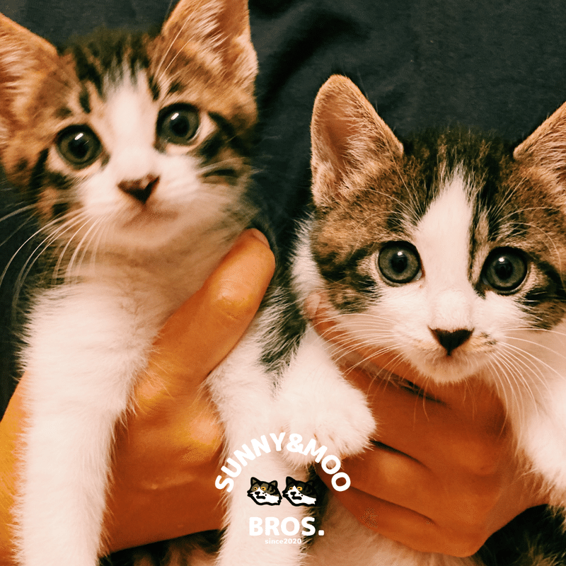 Sunnyandmoo Ogu Note