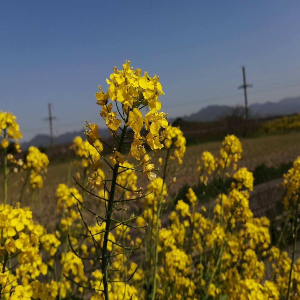 みんなでつくる春アルバム 菜の花 福岡県 中間市 公式note