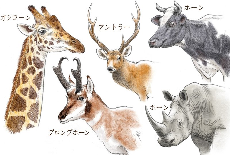 比べてみると 生き物の体のしくみが見えてくる キリンと人間 どこが違う 郡司芽久 本がひらく