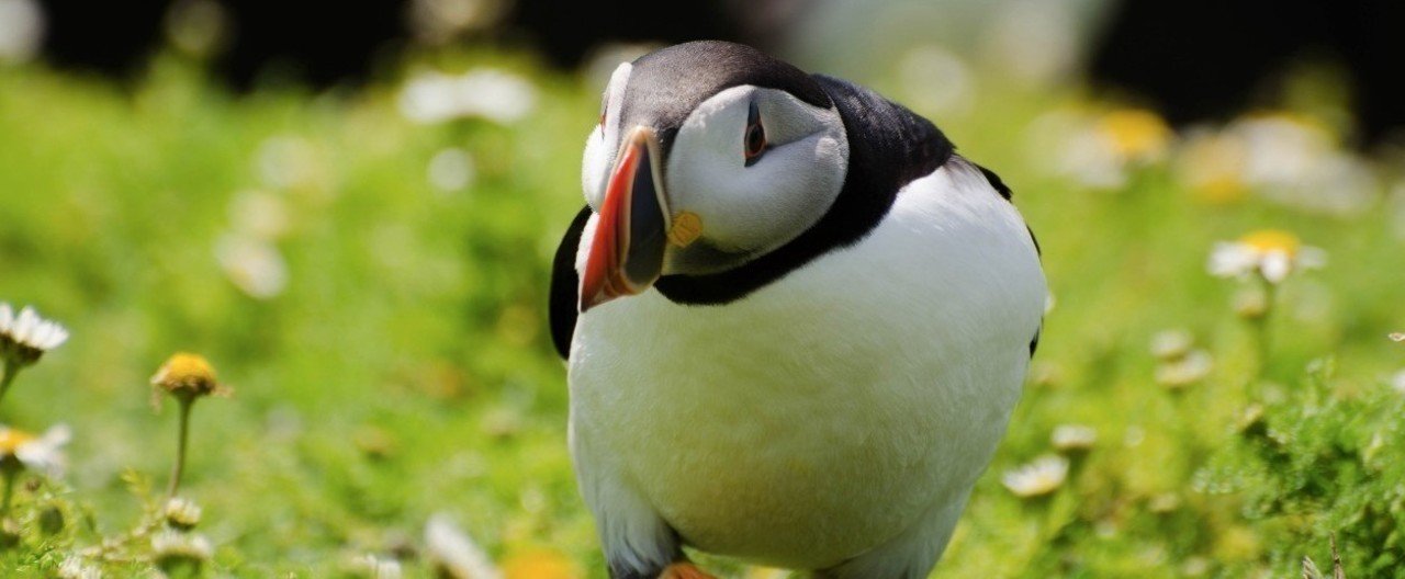 会いたかったよ。パフィンさん｜Hitomi