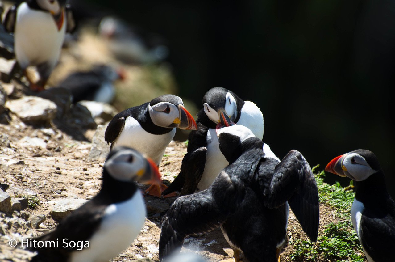 油絵　専用　ペンギンみたいな可愛すぎる鳥パフィン 油絵 専用 ペンギンみたいな可愛すぎる鳥パフィン