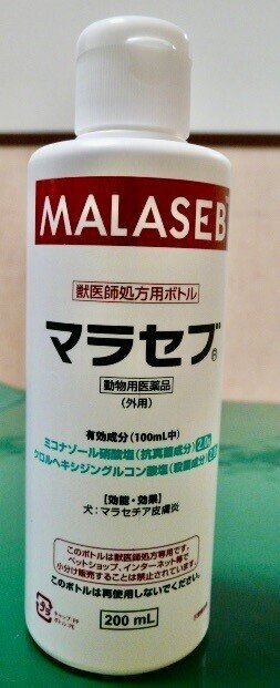 マラセブ