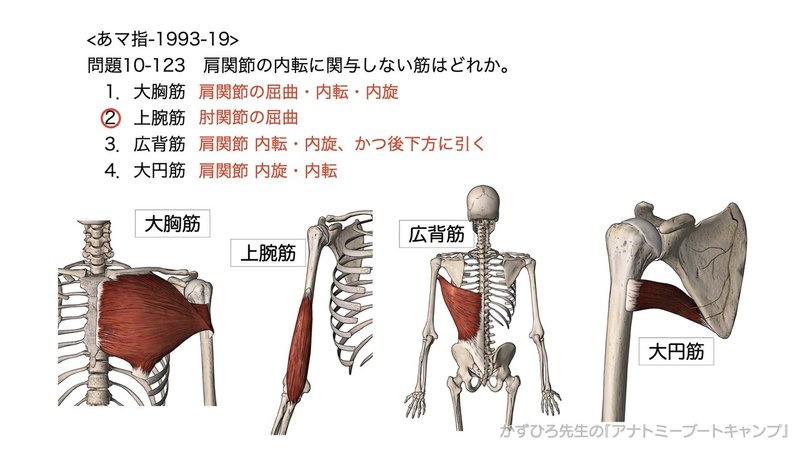 今日のプチ解剖 肩関節の内転に関与しない筋はどれはどれ 黒澤一弘 Note 今日のプチ解剖 肩関節の内転に関与しない筋はどれはどれ 黒澤一弘 Note