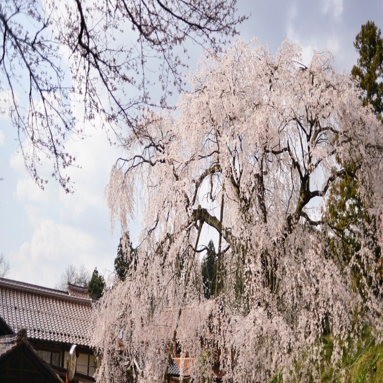 島根の桜スポット 段部のしだれ桜 くらしアトリエ 地域と暮らしの発信 Note