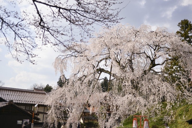 島根の桜スポット 段部のしだれ桜 くらしアトリエ 地域と暮らしの発信 Note 島根の桜スポット 段部のしだれ桜 くらしアトリエ 地域と暮らしの発信 Note