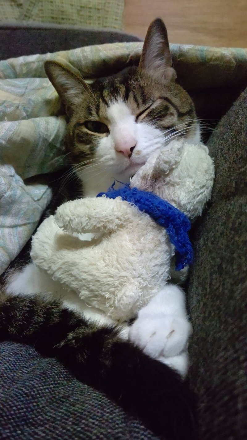 ウインク猫 の新着タグ記事一覧 Note つくる つながる とどける