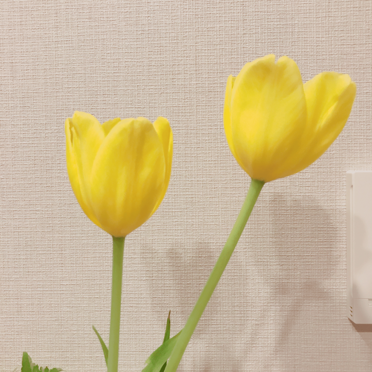 元気カラー黄色のチューリップなのに 花言葉は 望みのない恋 らしい 外国の一部の地域では黄色はそんなカラーになるらしく 人にプレゼントする時にはご注意を でもなんで 望みのない恋 なんて付けたんだろ エドポッパー Note